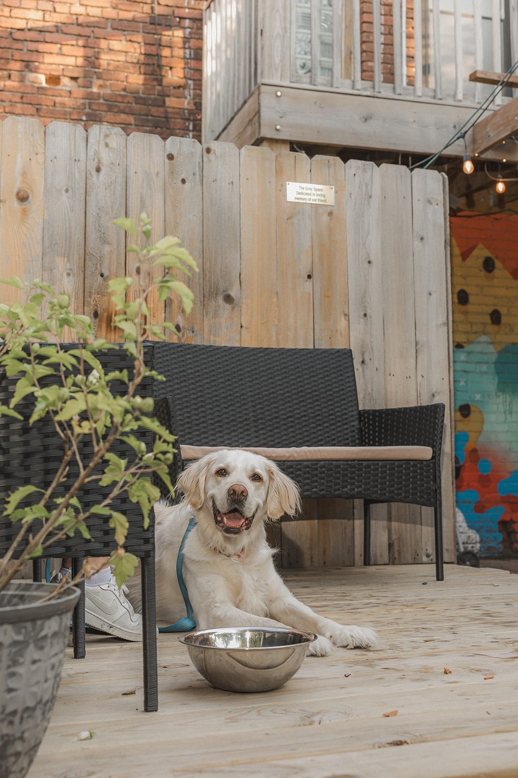 A yellow dog resting beside a water bowl on the lounge deck at Border Brewing