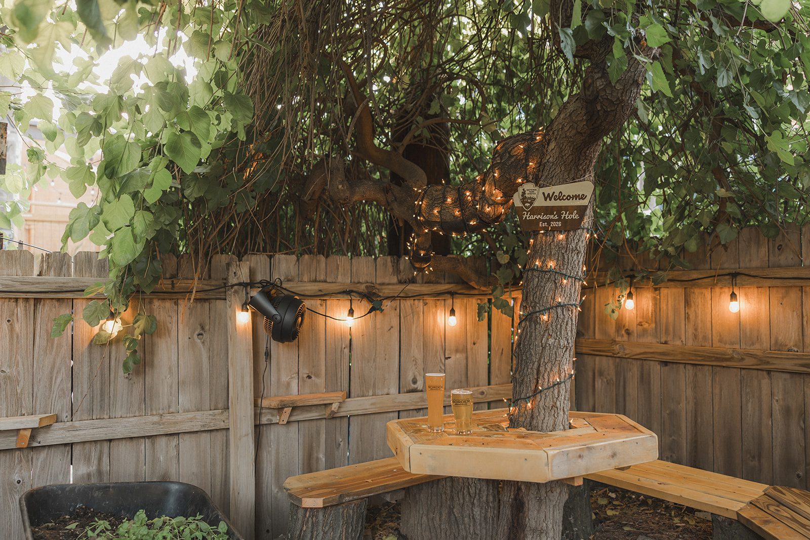 Wooden bench built around a tree trunk with string lights at Border Brewing